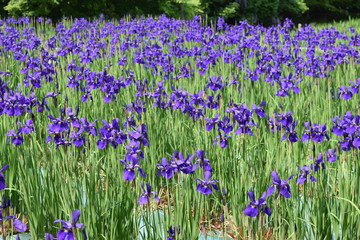 Naklejka premium アヤメ／５月中旬、山形県のアヤメ園で、綺麗なアヤメの花を撮影した、春イメージの写真です。