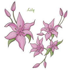 Pink lily flower