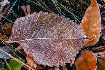 dark yellow leaf with frost on the grass. late fall. Ice crystals in the veins of a leaf.
