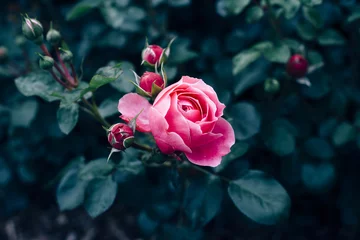 Photo sur Aluminium Roses Rose rose avec des feuilles vert foncé poussant dans la roseraie