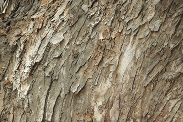 wood texture