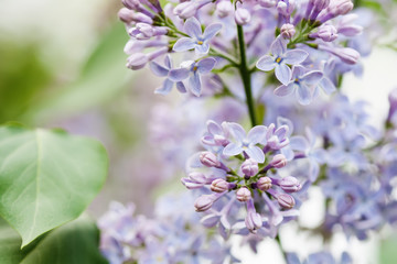 Blooming lilac bush. Flower petals macro view. soft focus, shallow depth of field