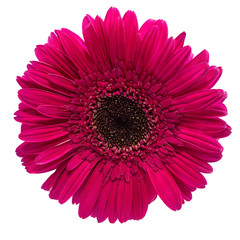 bright crimson gerbera flower on white background