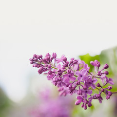 Fototapeta na wymiar Violet lilac flowers on white background. soft focus, shallow depth of field, copy space