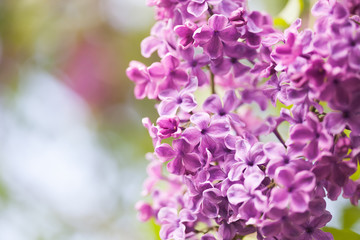 Purple lilac flowers closeup. copy space.