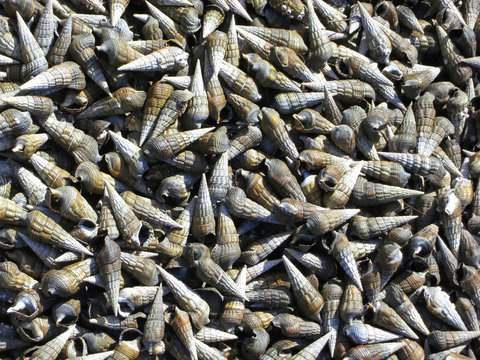 Heap of snail shells in Inhambane. Mozambique, Southern Africa