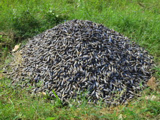 Heap of snail shells in Inhambane. Mozambique, Southern Africa