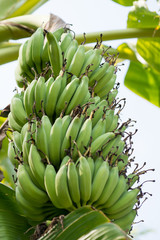 bananas