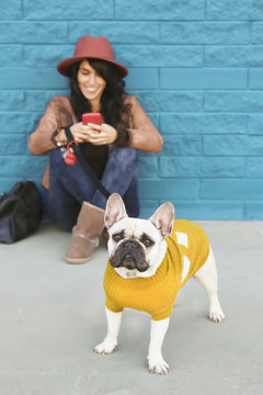 Haustier,Hund,Freizeit,Bulldogge,entspannt,Strickpullover,Pullover