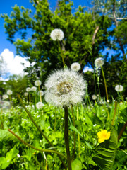 fluffy dandelions on a meadow