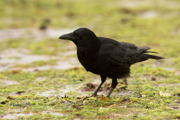 Carrion Crow, Corvus Corone