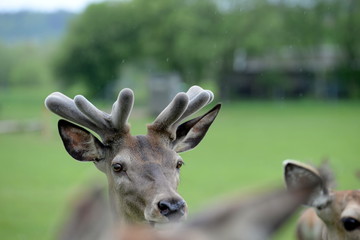 Augenblick, Hirschportrait