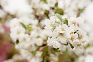 Apple blooming branch