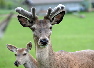 Nachwuchs, Rothirsch mit nachwachsendem Geweih