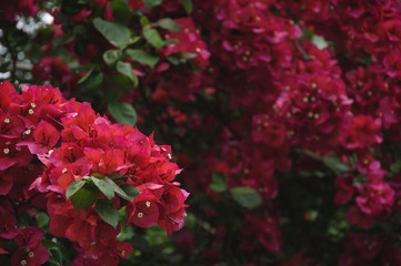 The beautiful blossoming bougainvillea flowers in spring 