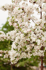 Apple blooming branch