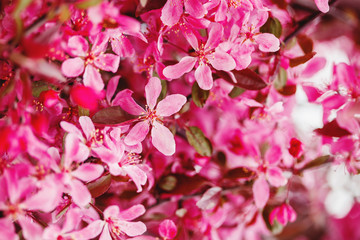 Pinl apple blooming branch