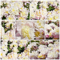 pink peonies beautiful closeup flower, nice image for wallpaper, greeting cards