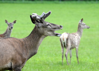 the boss, deer crying for his girls