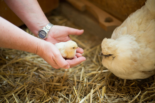 little chik 
