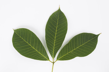leaves isolated on white background.