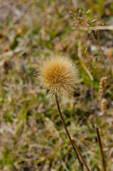 Alpine plant, Alpine meadow closed up