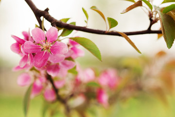 Apple blooming branch