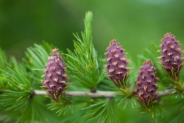 Fototapeta premium Strobiles of the larch tree