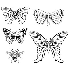 Butterfly set. Insect doodle sketch collection.