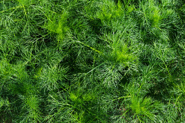 Young immature camomile plant flower without blossoms meadow
