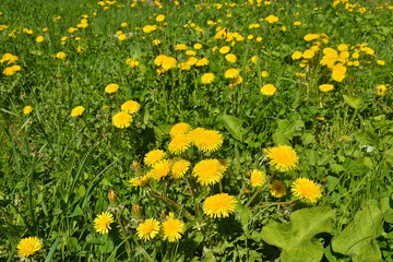 Blooming yellow dandelions in the spring meadow.