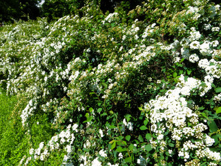 Fototapeta na wymiar White flowering shrub Spirea aguta (Brides wreath)