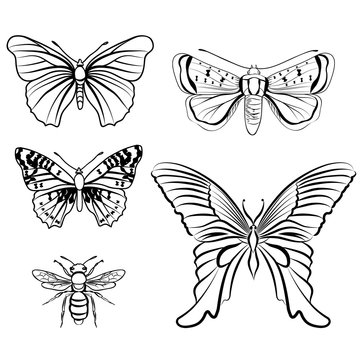 Butterfly set. Insect doodle sketch collection.