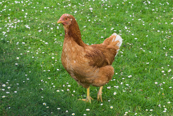 Single brown hen on green meadow pasture daisy looking
