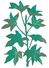a illustration of Tree Ivy on a white background