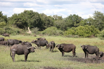 Fototapeta na wymiar Wild Africa Botswana savannah African Buffalo animal mammal