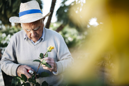 Rose,schneiden,arbeiten,Garten,Gartenarbeit,Hobby,Zerbrechlichkeit