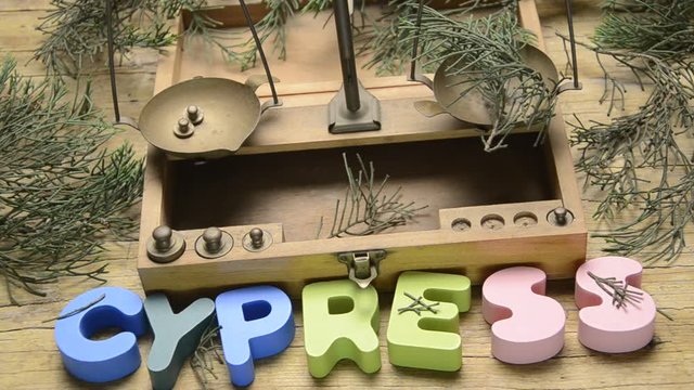 Cupressus Zypressen Cipres Cipresso イトスギ Sərv Cypress Cypres Ciprés ברוש 사이프러스 柏木属 Cyprys Кипарис Cypress-släktet سرو