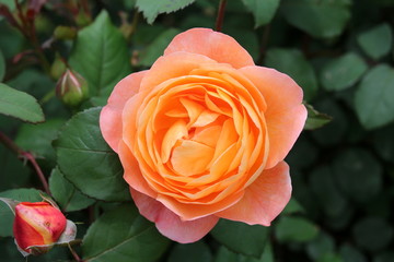 バラ　レディエマハミルトン