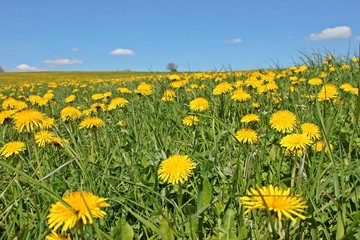 Fototapeta premium Wiese mit Löwenzahn vor blauem Himmel mit weißen Wolken 