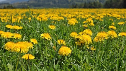 Wiese mit Löwenzahn 