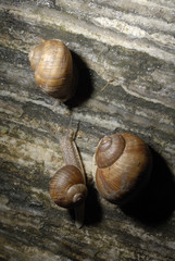 Snails crawling on rock. Snails family