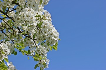 Blühender Birnbaum vor blauem Himmel 

