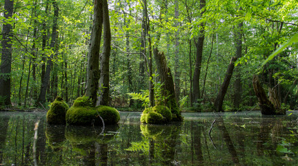 Obraz premium wilde Natur in Berlin, der Hauptstadt Deutschlands