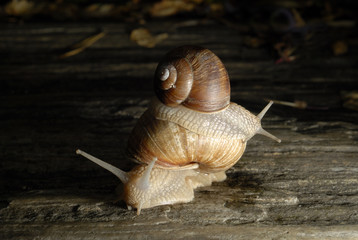 Two snails crawling on rock