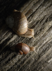 Two snails crawling on rock