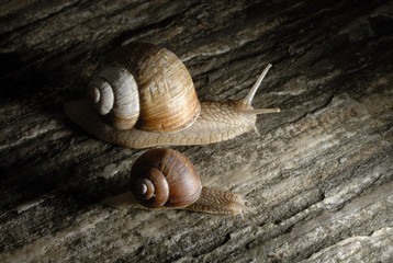 Two snails crawling on rock