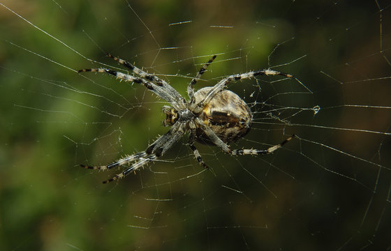 The european garden spider (Araneus diadematus) sitting in the spider net with dark background