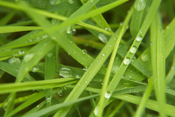 Water drops on the green grass
