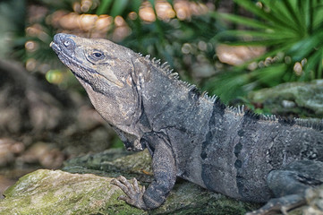 Iguana on a rock